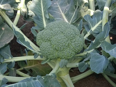 Broccoli