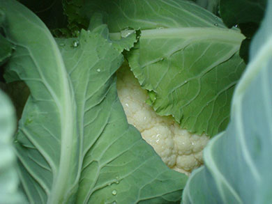 Cauliflower