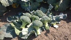 Beneforte broccoli grown by ESG