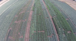 Crop Trials