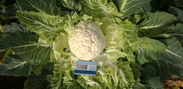 Winter Cauliflower 2014